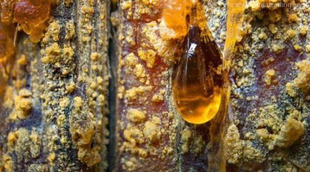 【進(jìn)口知識】一文了解松香類產(chǎn)品